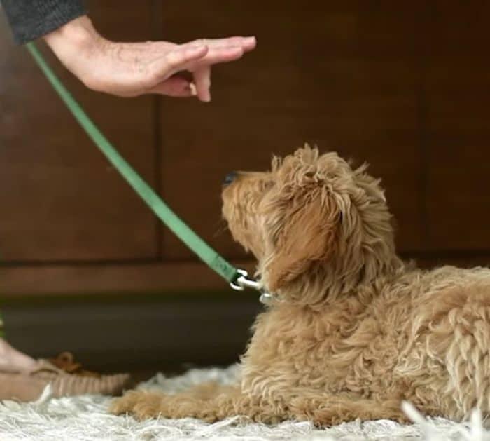 Tips to Stop Your Dog From Peeing Indoors