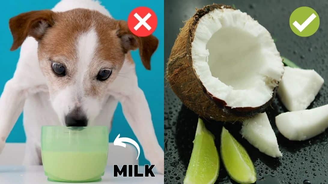 12 Human Foods That Are Actually Good For Dogs
