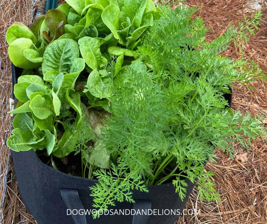 Black fabric grow bag planted with green lettuce and feathery carrot tops, sitting on a bed of straw mulch
