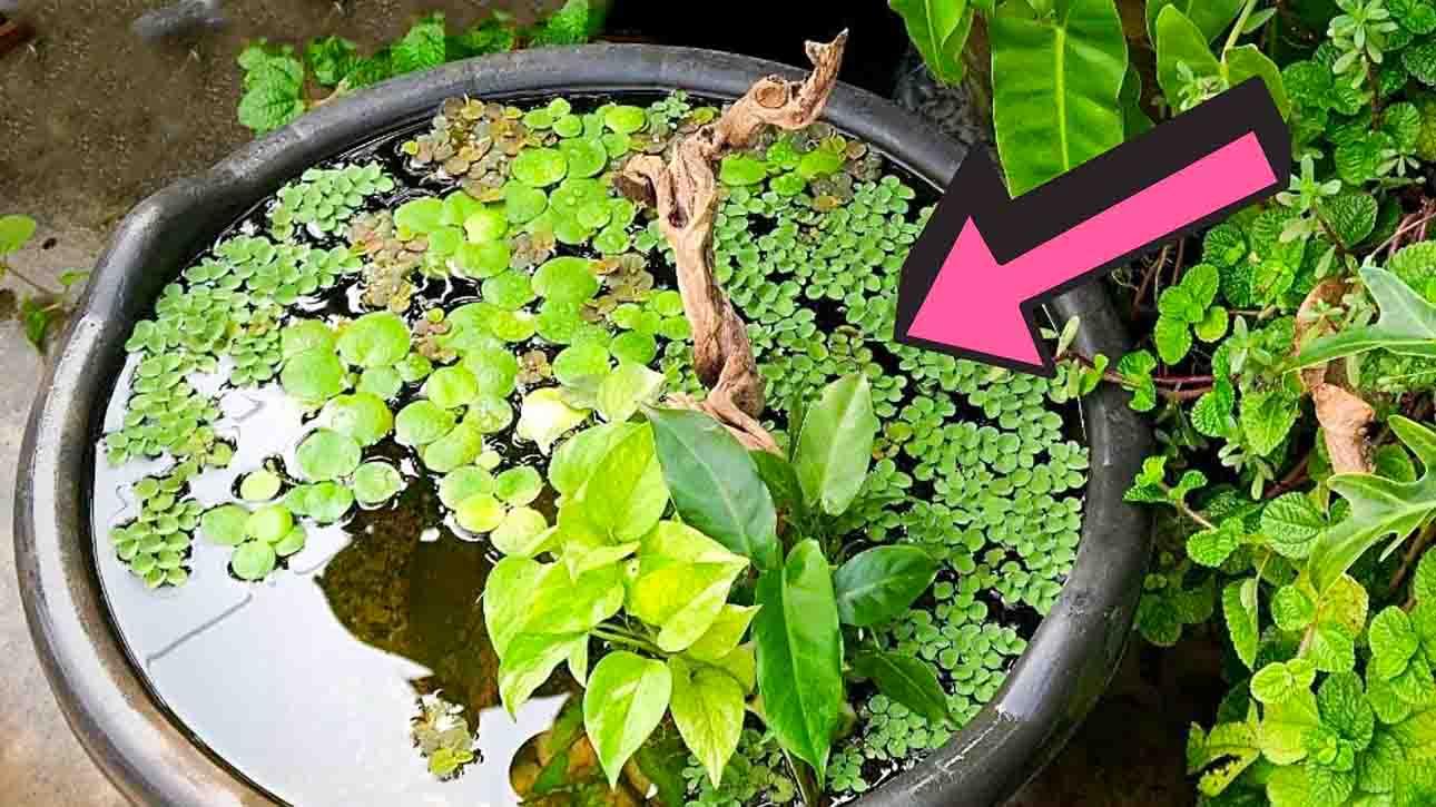 Easy DIY Mini Pond That Anyone Can Build