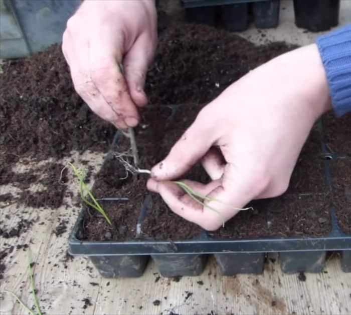 Spring Planting Tips And Hacks