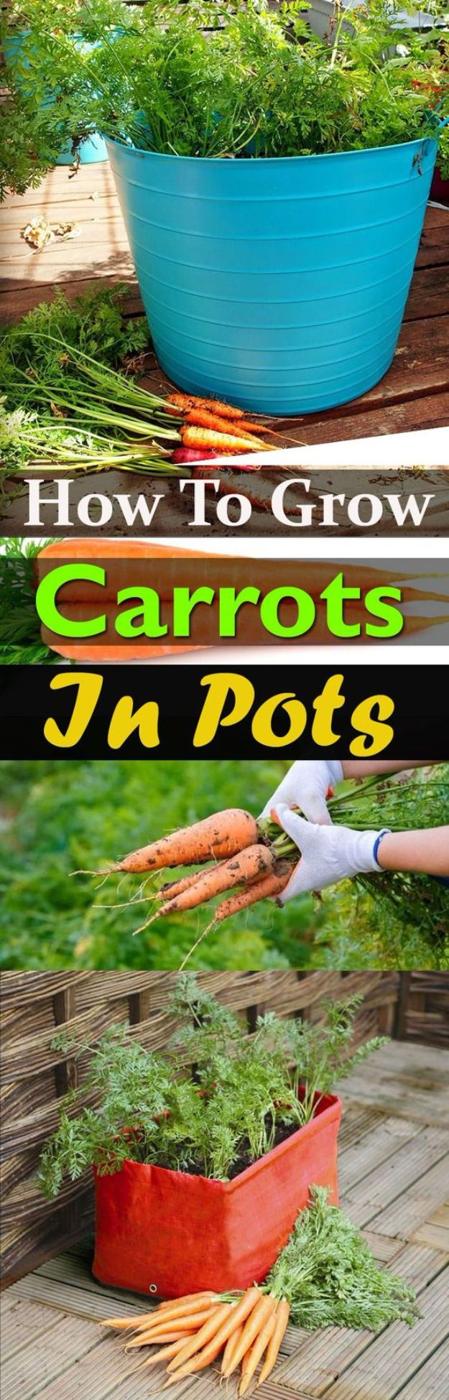 Grow carrots in pots, a bright blue tub of carrot tops beside gloved hands holding freshly pulled orange carrots