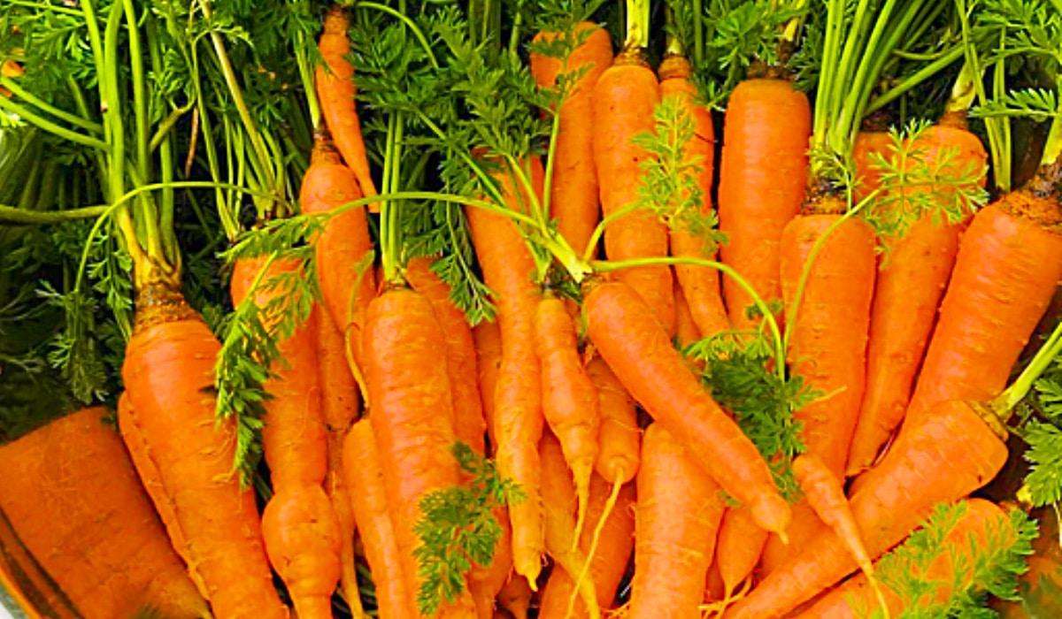 How To Grow Carrots In A Bucket