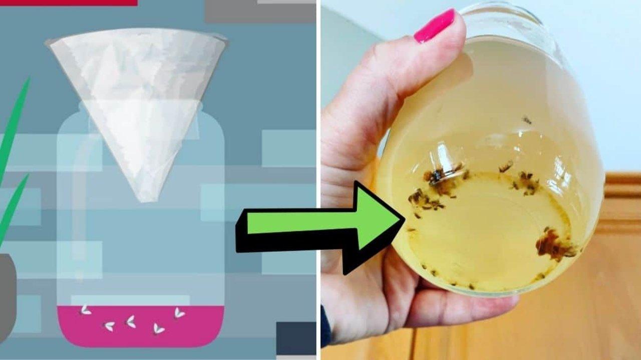 3 Effective Trap For Fruit Flies