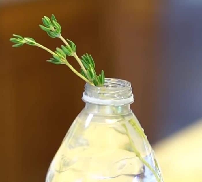 Store-bought vegetables and herbs you can regrow