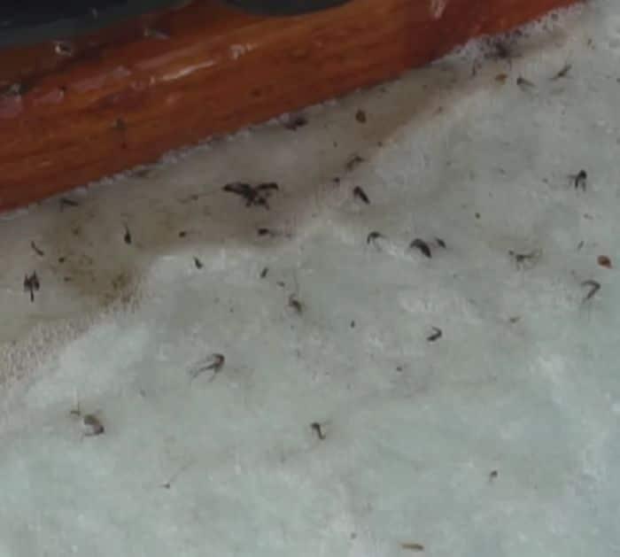 How to Make DIY Mosquito and Larva Trap