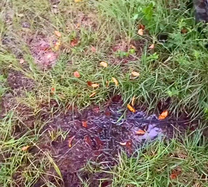 Easy DIY Hack to Keep Snakes Away