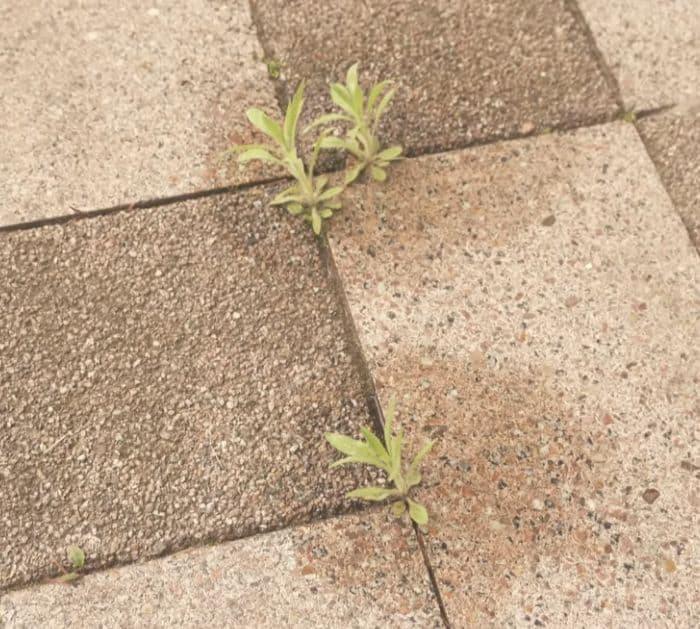 How to Make a DIY Weed Killer