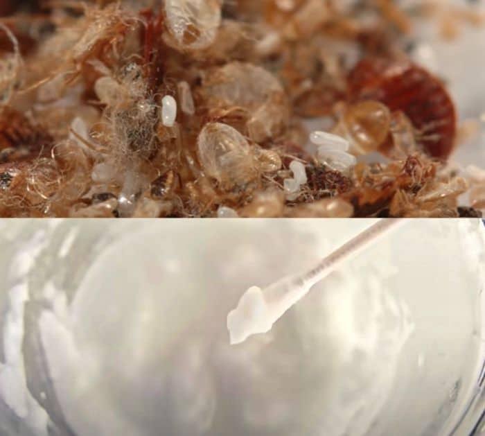 Kill and Rid Pests Using Baking Soda