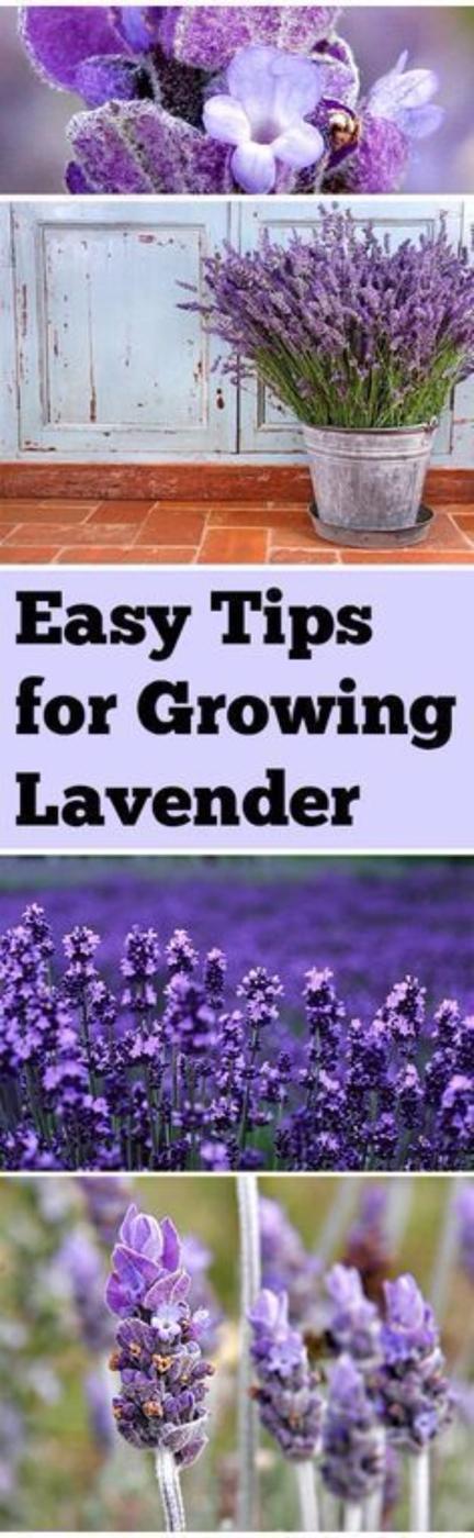 Easy Tips for Growing Lavender, budget friendly compared to buying mature plants and a garden that finally feels manageable
