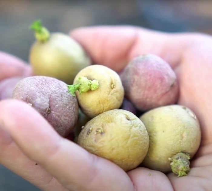 Tips in replanting store-bought vegetables and herbs