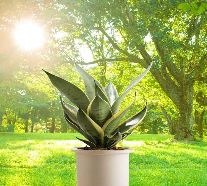 Ways to Save Dying Snake Plant Tips