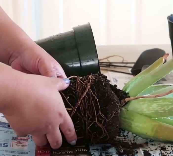 Easy Aloe Vera Plant Reviving Tutorial