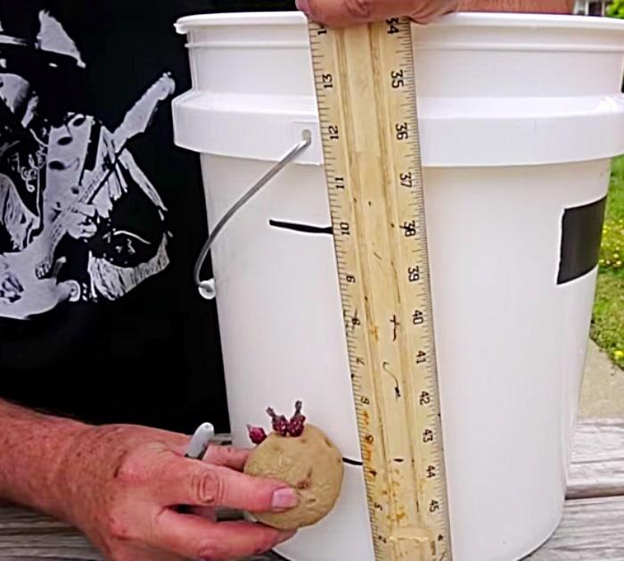 5 gallon bucket potato growing tutorial