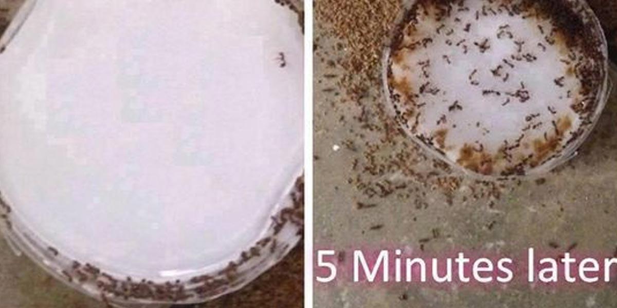 I Had a Hallelujah Breakdown When I Found a DIY Remedy That Really Kills Ants!
