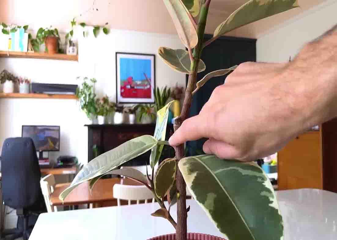 Pruning the plants to keep them clean and healthy during the winter season