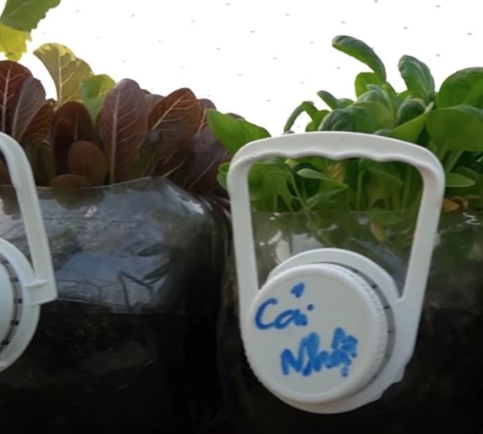 Learn to grow plants in recycled plastic bottles