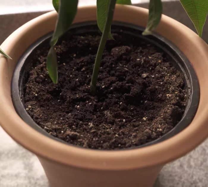 Easy Potting Soil Sterilizing Trick