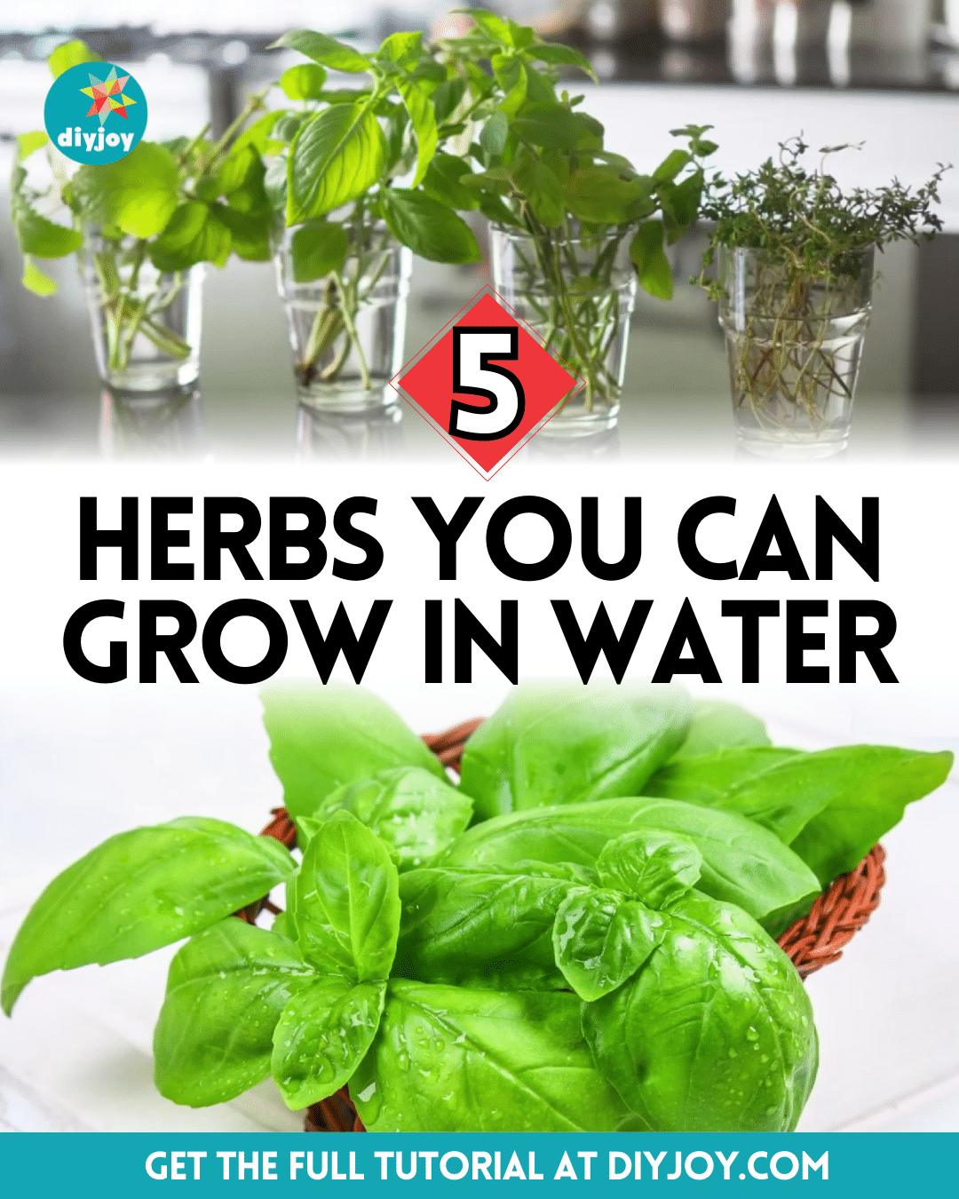 5 Herbs You Can Grow In Water Easily