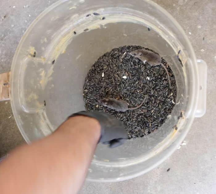 Easy and Cheap Mouse Trap Ideas