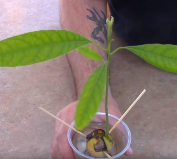 Grow an avocado plant from an avocado seed