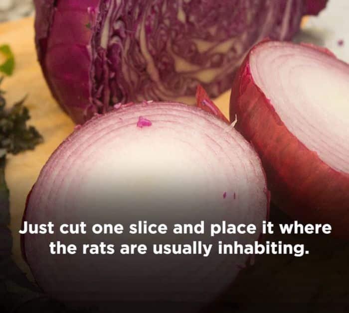 8 Natural Ways to Get Rid of Rats and Mice Without Harming Them Tips