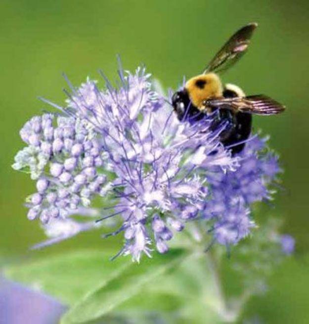 Best Ways to Get Rid of Bugs - Banish Bugs for Good - Easy Tips and Tricks to Get Rid of Roaches, Ants, Fleas and Flies - DIY Ways To Exterminate and Elimiate Pests from Your Home