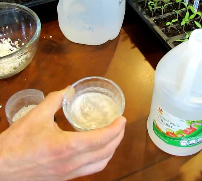 Eggshell Solution for Gardening - Garden Hack