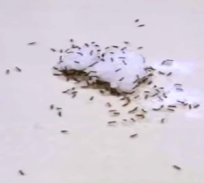 How to Get Rid of Ant Nests