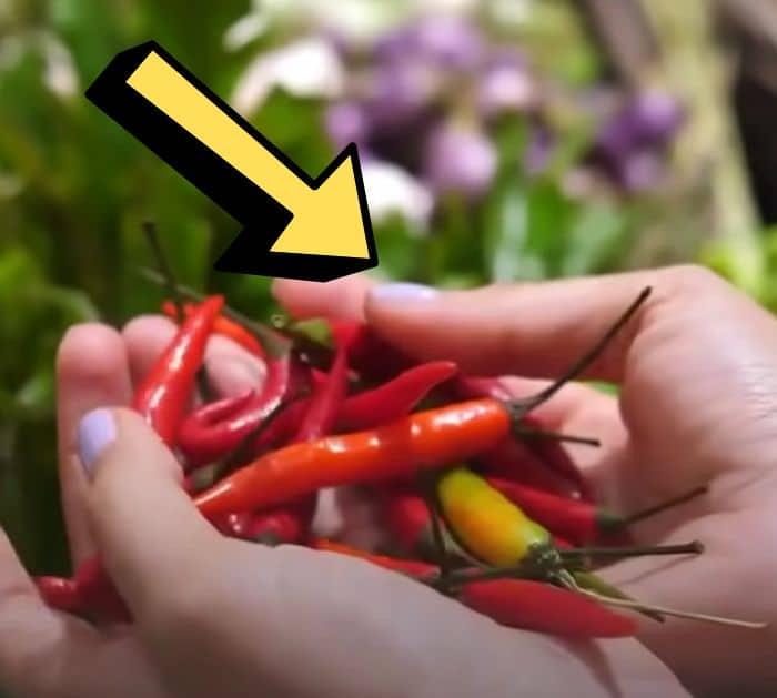 How To Repel House Flies Naturally
