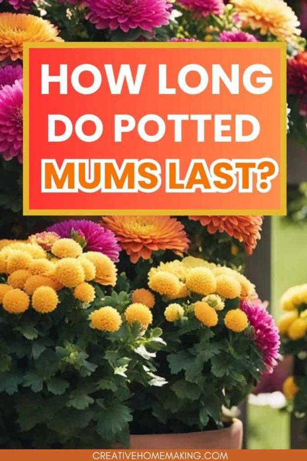 Graphic reading How Long Do Potted Mums Last over dense yellow, magenta and orange chrysanthemums in bloom
