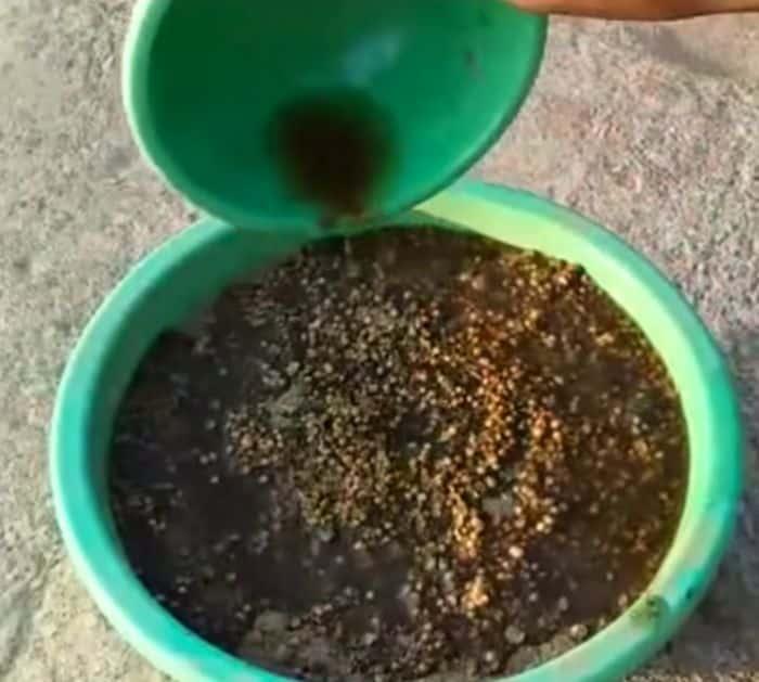 Magical Way to Grow Coriander in Just 5 Days Hack