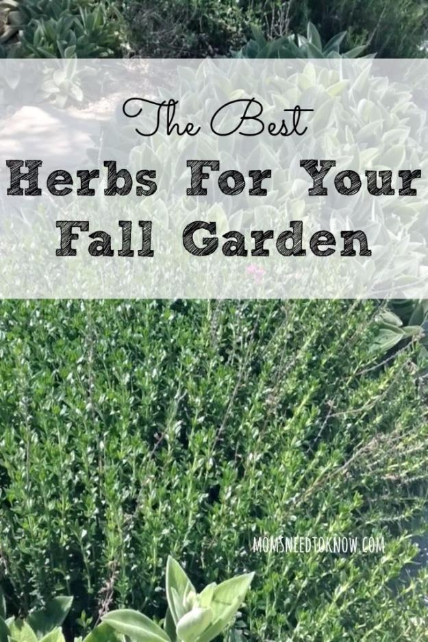 Graphic reading The Best Herbs For Your Fall Garden over grey green sage leaves and a bed of grassy herbs