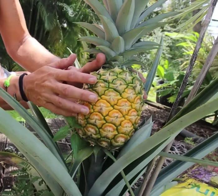 Easy Pineapple Planting Tips and Hacks