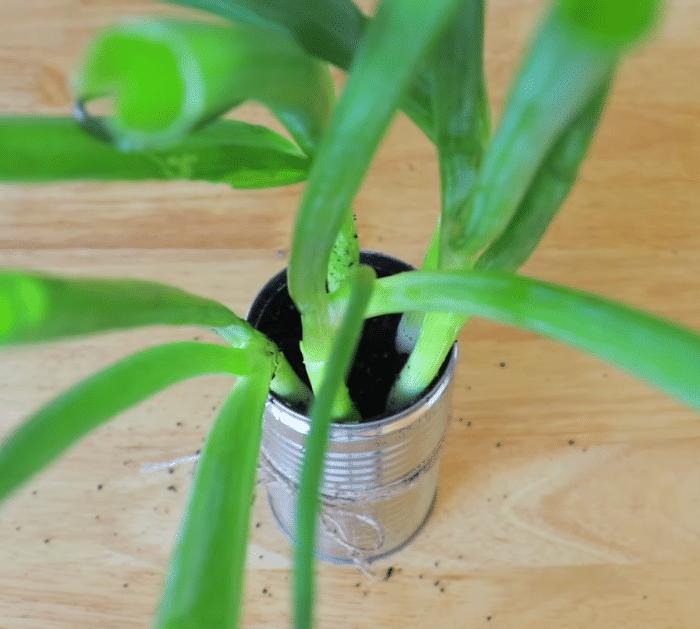 How to Regrow Scallions For Years
