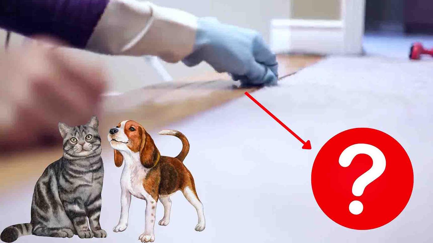 How To Clean Pet Hair For Good