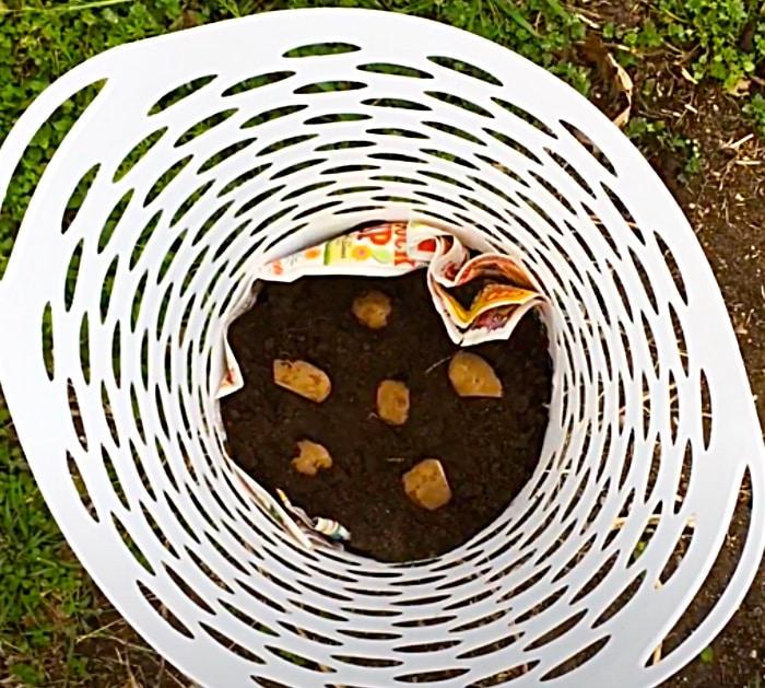 Place Sprouted Potatoes inside A Laundry Basket To Grow