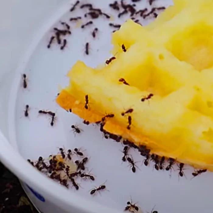 Ant Deterrent - How To Make An Ant Trap - Easy DIY Ant Trap