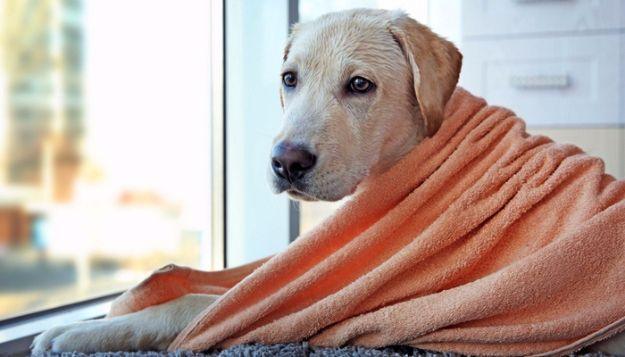 DIY Dog Grooming Tutorials - Best Dog Towel - Cool and Easy Ways to Wash, Groom and Style Your Pets Fur - Trim Toenails, Brush Teeth, Bath, Trim and Clip Dogs Fur - Hair - Remove F