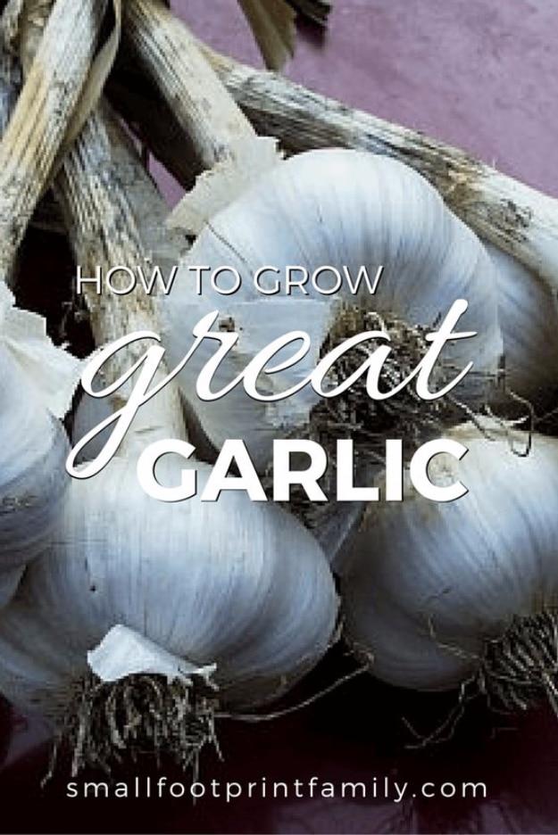 Graphic reading How to Grow Great Garlic over a bundle of cured white garlic bulbs with dried stems and roots