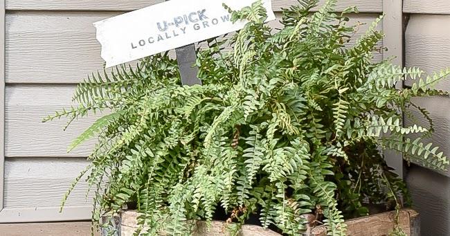 Dollar Tree pumpkin patch yard sign staked in a wooden crate of ferns, its U Pick Locally Grown arm showing