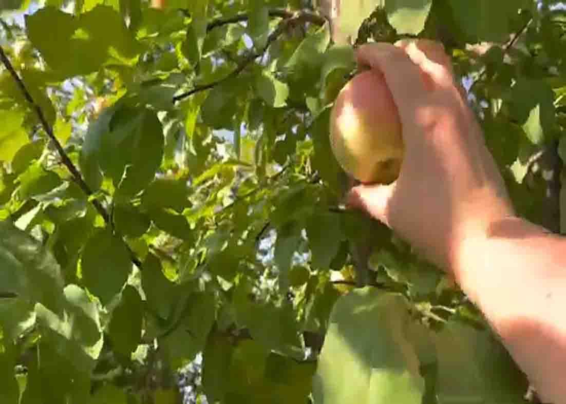 Picking fresh apples