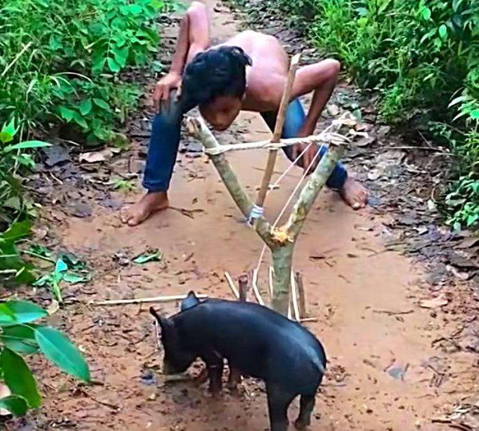 How to make a snare to catch a wild pig