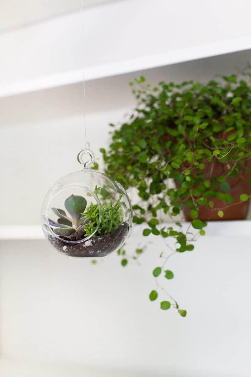 Small glass globe terrarium hanging on fishing line with a trailing green plant inside, in front of a white shelf