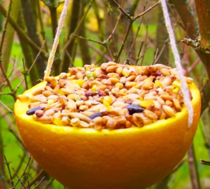 How To Make a Bird Feeder Out Of An Orange Peel