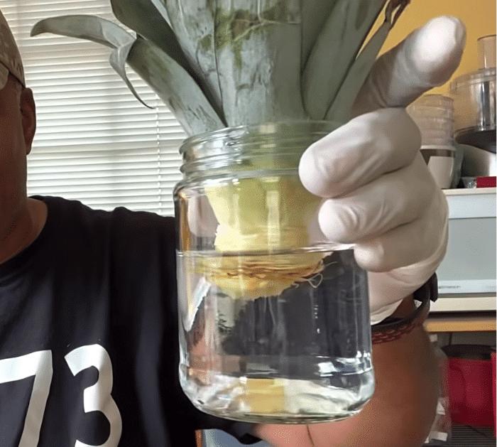 How to Grow Pineapples From the Store Fast and Easily Steps