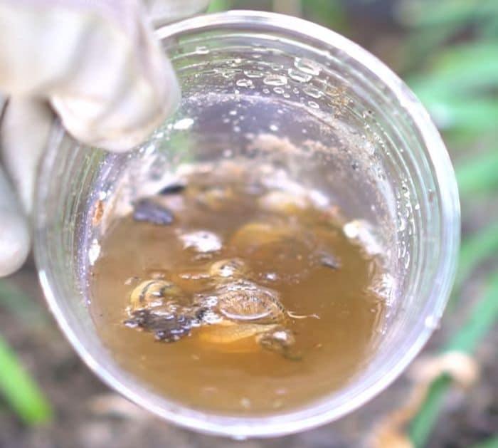 Easy Beer Trap For Snails And Slugs In Your Garden
