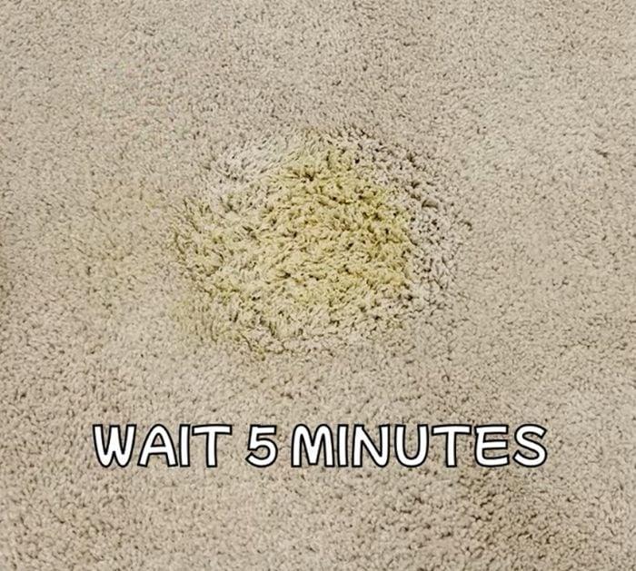What You Need to Remove Urine Stains