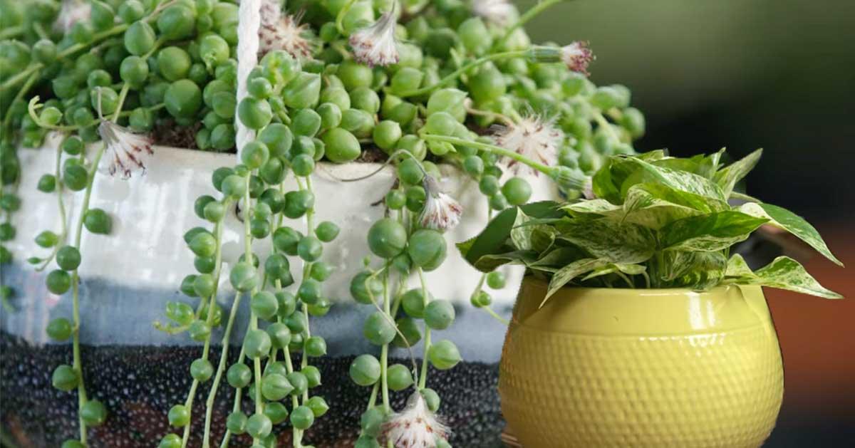 Tips For Replanting Houseplants