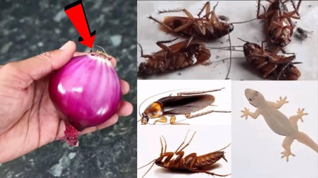 How to Kill Cockroaches and Lizards Within 5 Minutes